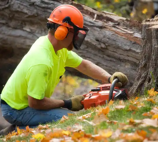 tree services Mountain Lake